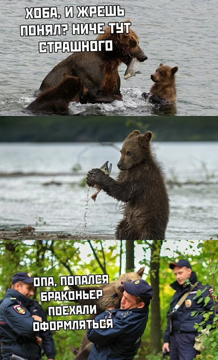 Life is hard for bears in Russia. - The Bears, Russia, Police, Picture with text