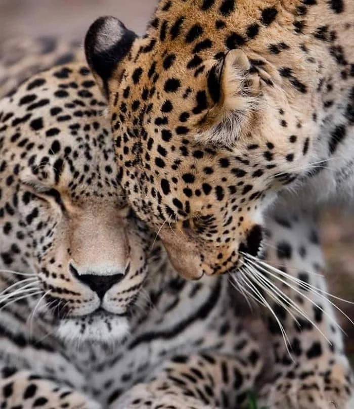 Tenderness - Tenderness, Milota, Leopard, Big cats, Wild animals, The photo