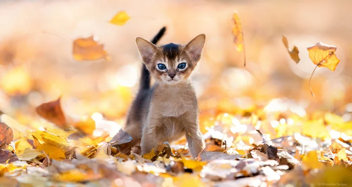 I'm not afraid of you, golden autumn!! - cat, Kittens, Autumn, Catomafia