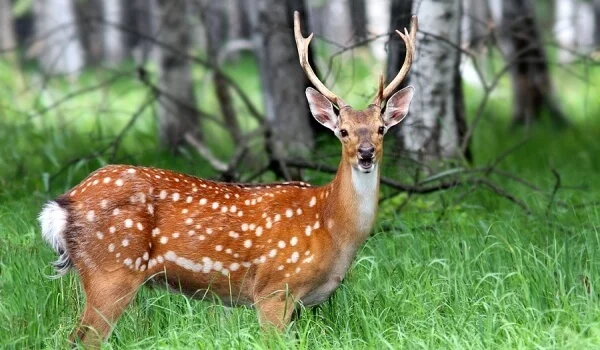 Limits for hunters have been approved in the Kursk region - My, Deer, Spotted deer, Hunting, Kursk