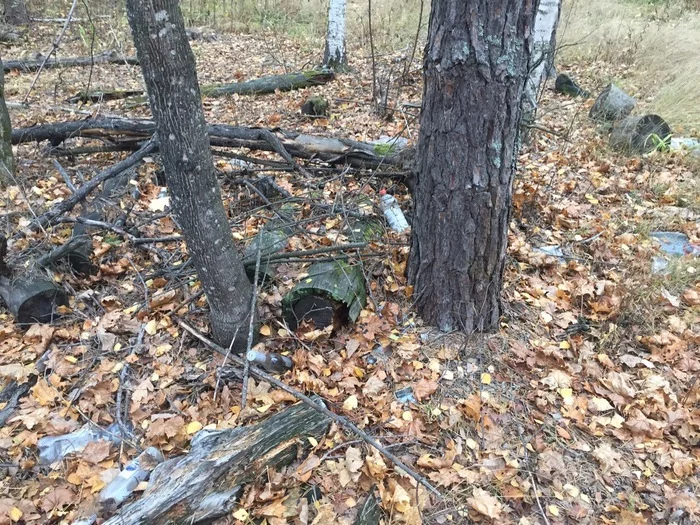 Let's go to the forest! At the same time, we cleaned up after the lumberjacks - My, Nature, Forest, Ecology, Longpost, Pure Man's League