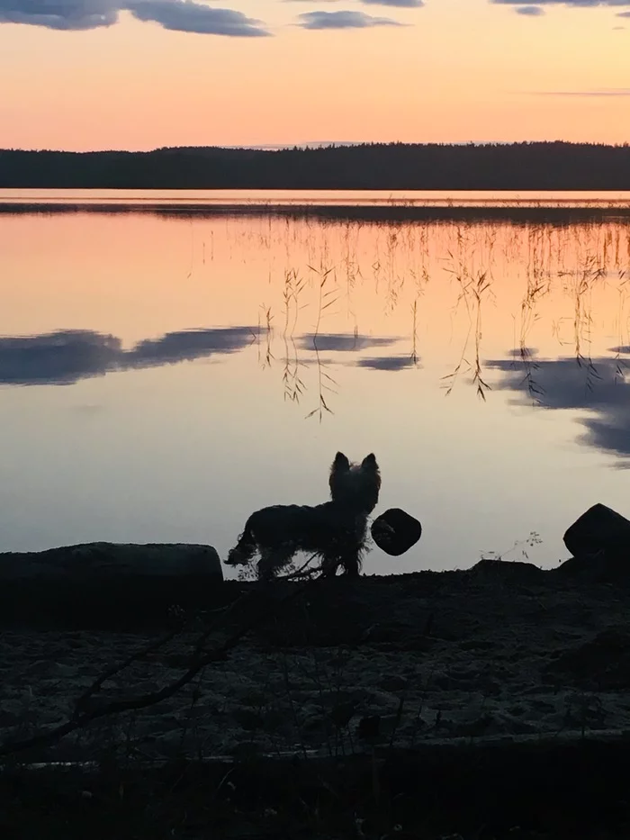 Silence - My, beauty of nature, Calm, Карелия, Kostomuksha, , Yorkshire Terrier, Dog