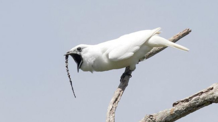 One-mustached bell ringer or “does your mother not need to know?” - wildlife, Birds, Video, Longpost, Animals