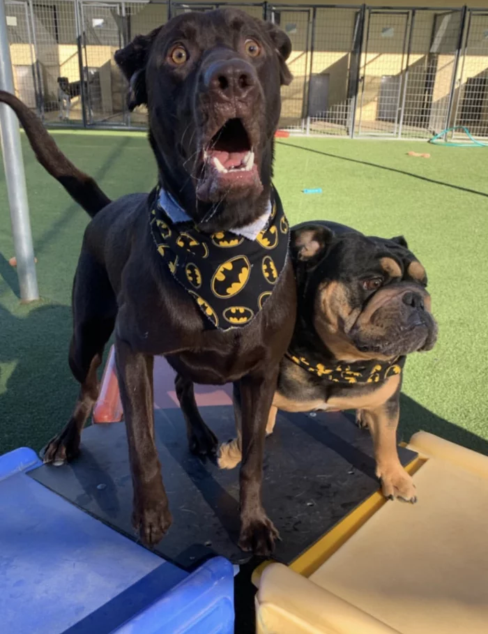 They've seen some shit... - Dog, Emotions, The photo
