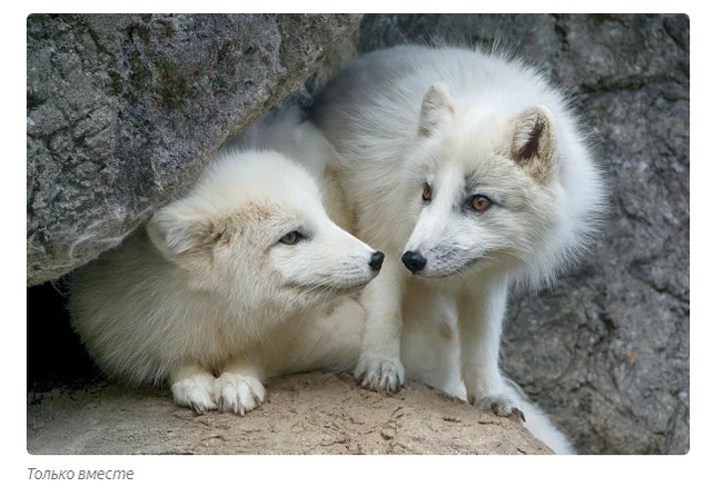 Good cities of polar foxes. - Animals, Arctic fox, Moscow Zoo, Informative, Yandex Zen, Longpost