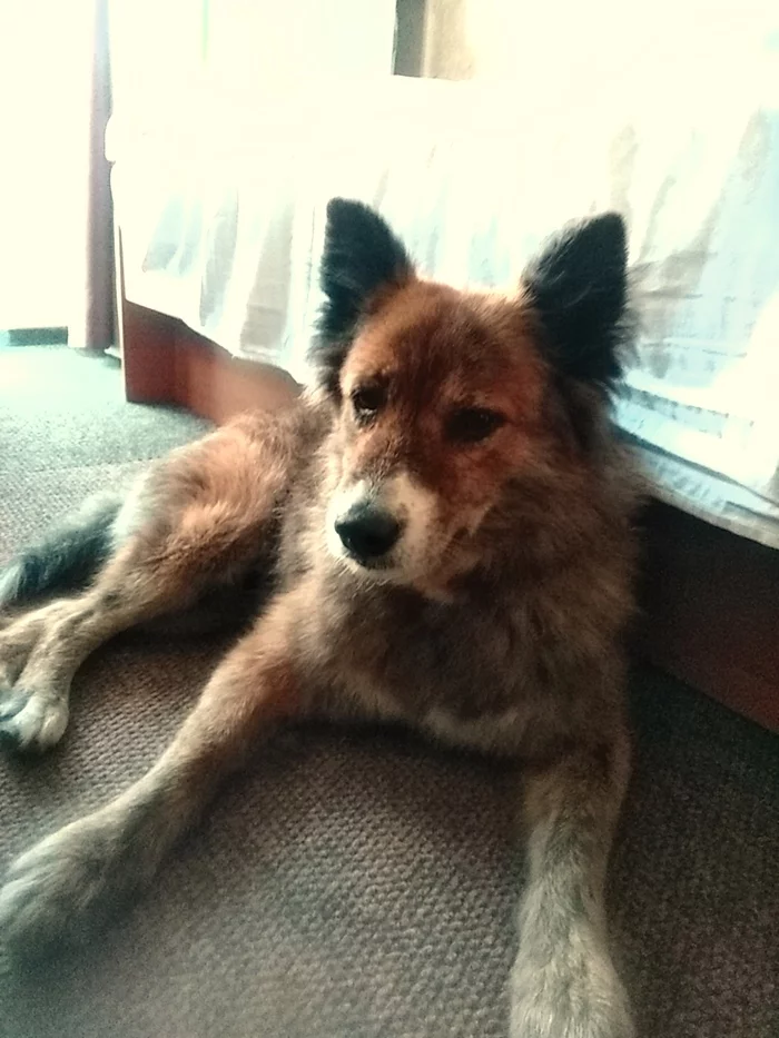 I really need help! Crimea. Zander. - Longpost, In good hands, No rating, My, Help, Crimea, Dog, The city of Sudak