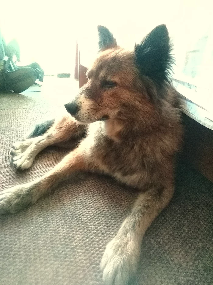 I really need help! Crimea. Zander. - Longpost, In good hands, No rating, My, Help, Crimea, Dog, The city of Sudak