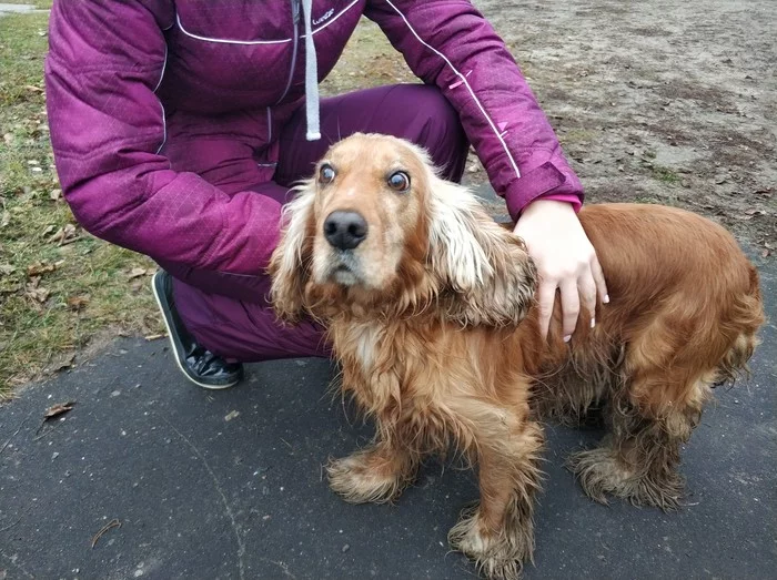 Cocker spaniel dog found Shatursky district - My, Found a dog, In good hands, Lost, Moscow region, Longpost, Dog, No rating