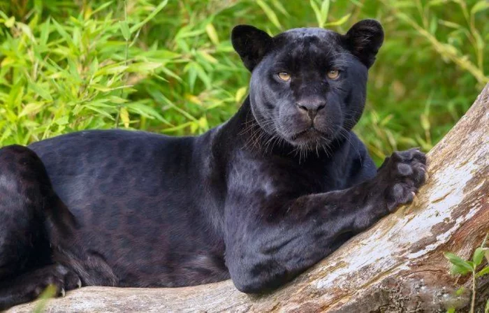 Black Panther myth or reality - Black Panther, Leopard, Jaguar, Panther, Bagheera, Longpost