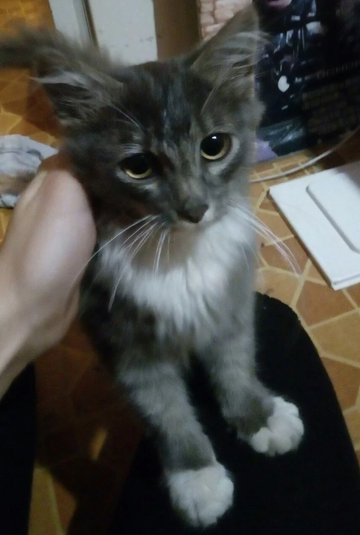 Коты, которые нашли дом - Моё, Домашние животные, Кот, Котомафия, Спасение животных, Длиннопост