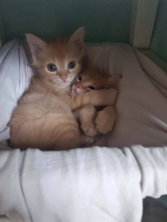 Коты, которые нашли дом - Моё, Домашние животные, Кот, Котомафия, Спасение животных, Длиннопост
