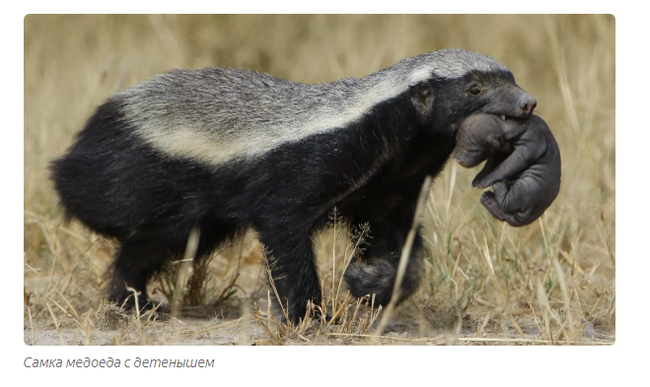 Honey badger: an animal that is not afraid of anyone. - Story, Story, Animals, Honey badger, Informative, Yandex Zen, Video, Longpost