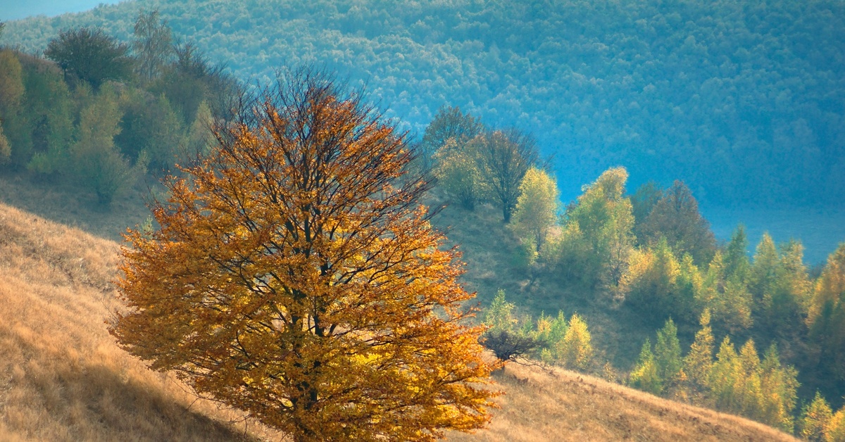 Tree fall