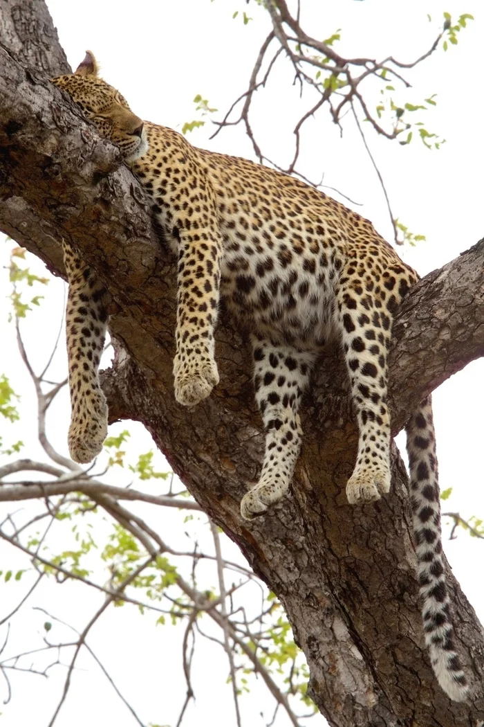 Convenient - Leopard, Dream, The photo, Wild animals, Big cats, Africa