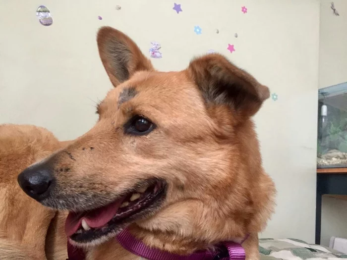 SHASTI, THE DOG WITH THE KIND EYES OF THE SAD FAIRY IS LOOKING FOR A HOME - In good hands, Dog, Video, Longpost, Moscow, No rating
