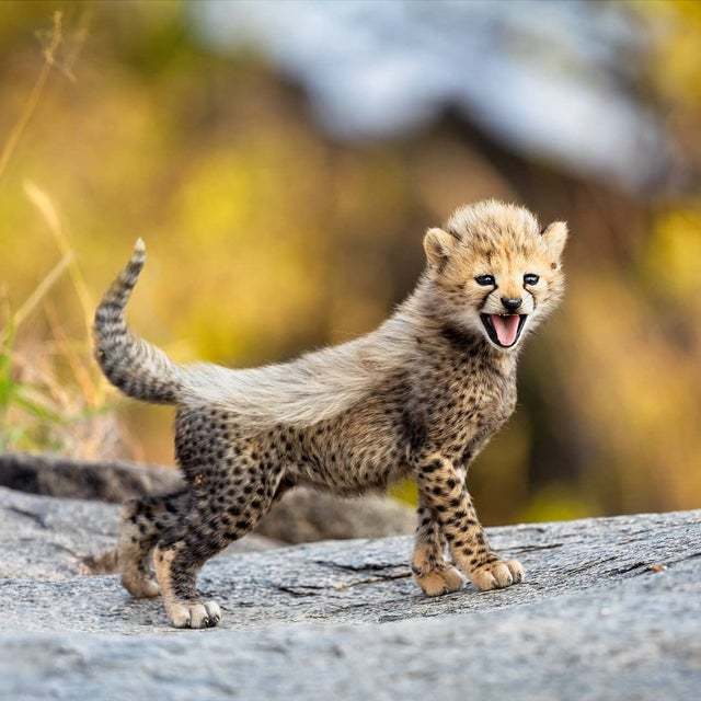 Photogenic cheetah cub - Cheetah, Nature, Africa, Young, Animals