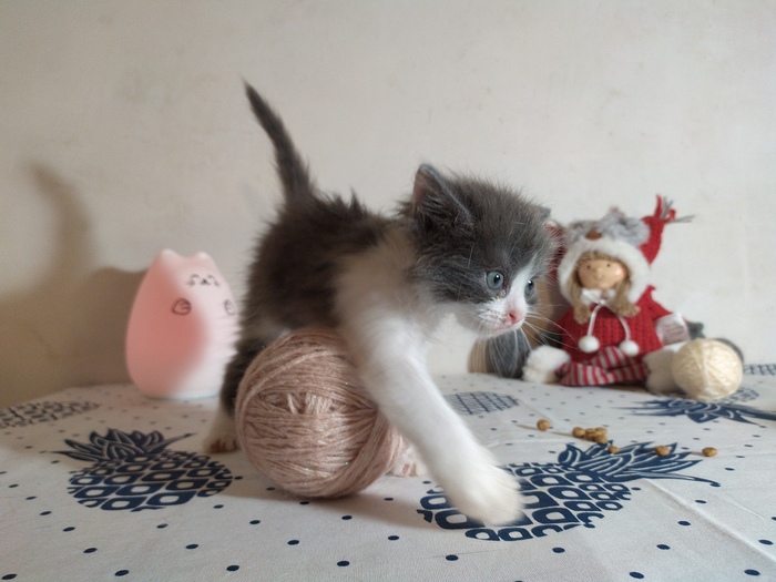 ростовская голая кошка