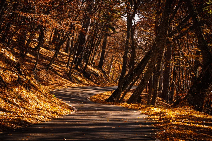 Crimean autumn - My, Autumn, beauty of nature, Nature, Crimea, Yalta, Forest, Autumn leaves, The photo