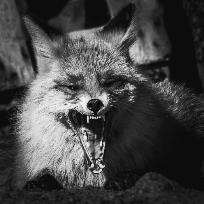 Пасть чтоб не пропасть | Пикабу