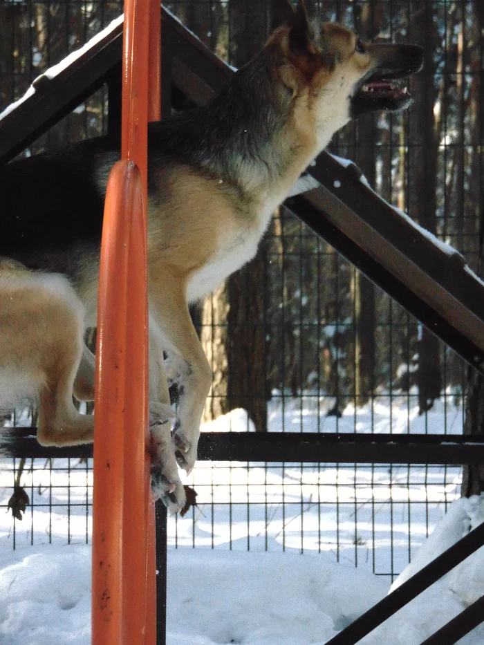 About Cuba and Shura. A dog with high jumping ability. - My, Dog, Area, Obstacle course, Longpost