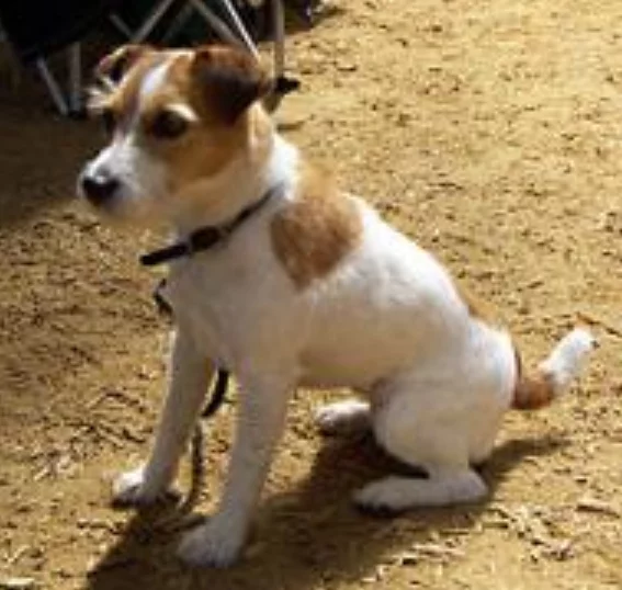 Jack Russell Terrier - My, Dog, Friend, Happiness, Jack Russell Terrier, Pets