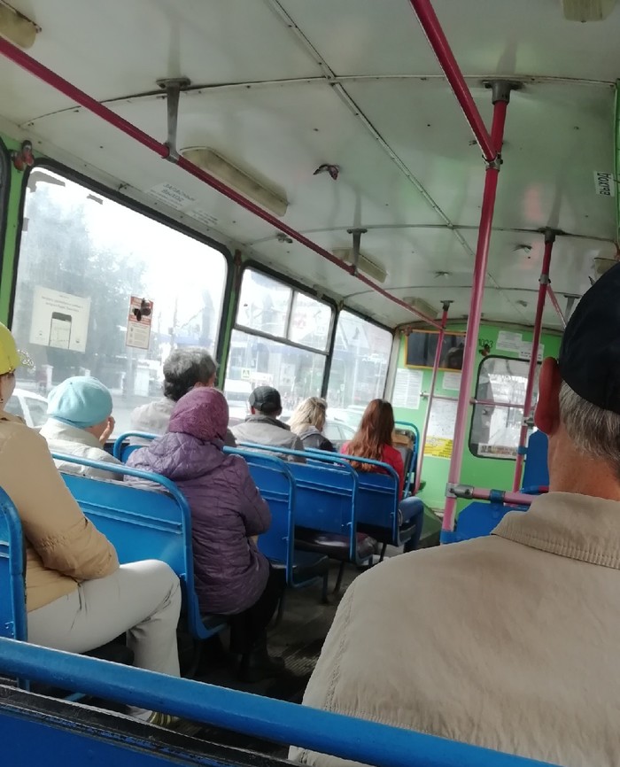 Немного бабочек серым холодным утром