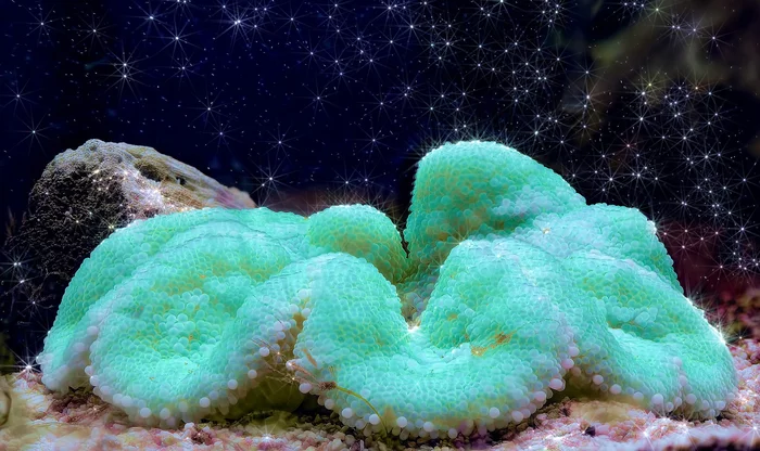 Under the starry sky - My, Macro photography, Coral, Underwater, Sea