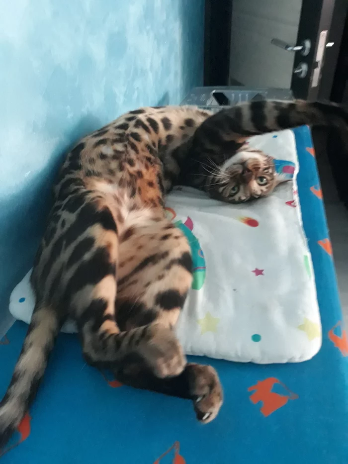 How does your cat sleep? - My, Bengal cat, Pet, Pets, Leopard, cat