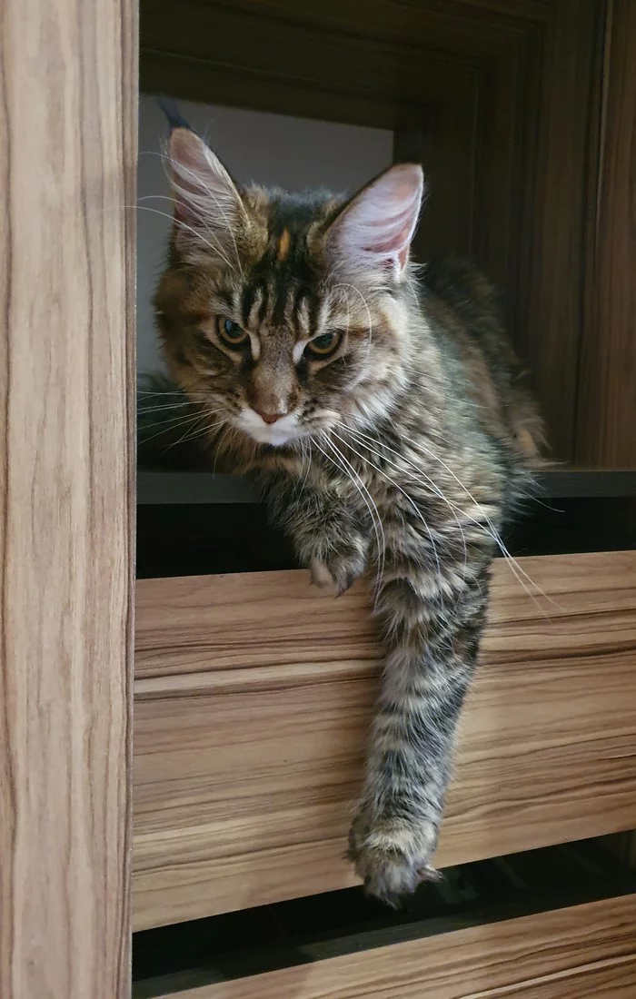 This is my box - My, cat, Catomafia, Maine Coon, Pets