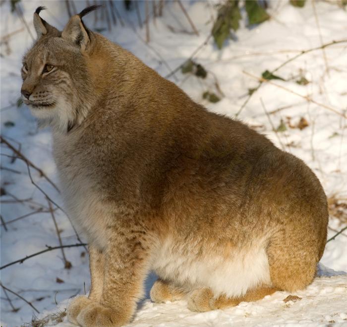 Ready for winter... - Lynx, The photo, Animals, Winter, Wild animals, Excess weight, Small cats, Cat family