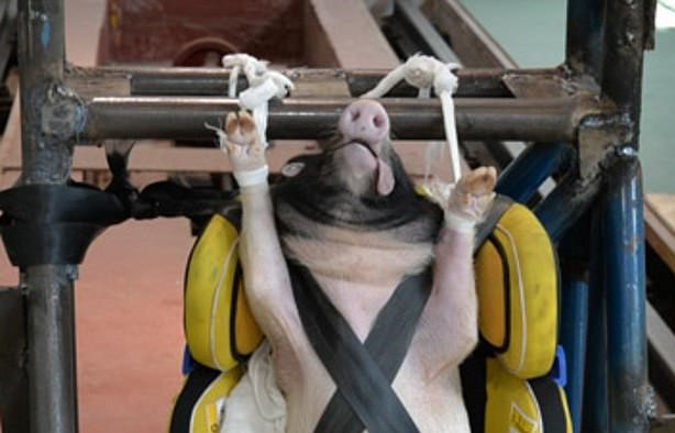 The most brutal crash test in the world: live pigs instead of dummies - Animals, Crash test, Motorists, Pig, China