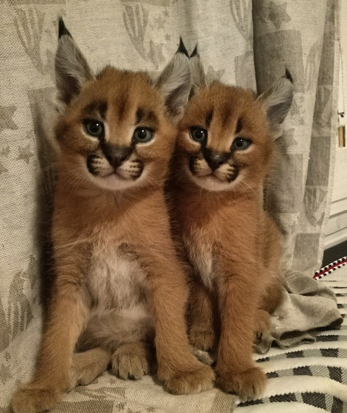 Күйеуі сорады кот скакалка бисексуалы видео