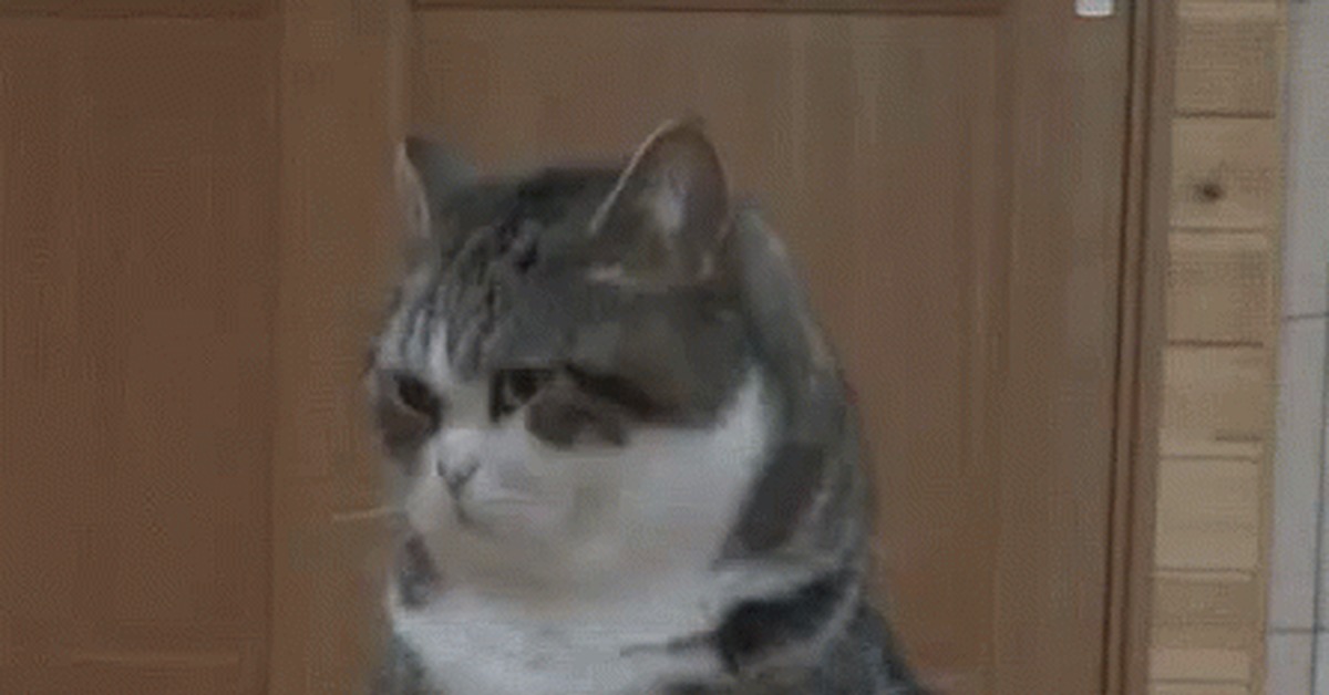 A bit boring - cat, GIF, Maru, A bowl