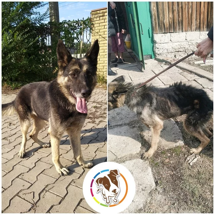 The owner kept the dog on a short chain. How she changed after five months in the shelter - Dog, Animals, The rescue, Help, Puppies, Dogs and people, Nature, Pets, Longpost