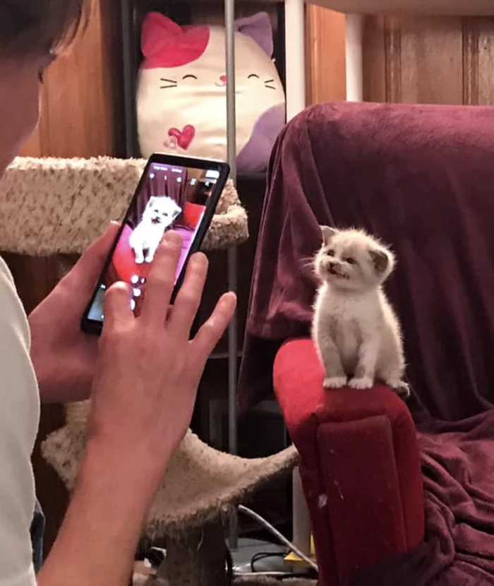 “Blossom smiles at the camera.” - Milota, Kittens, Animals, Longpost, cat