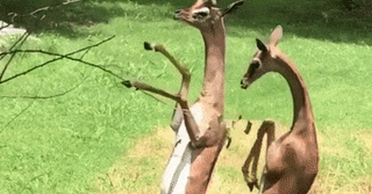 Bro won't leave you in trouble. - Animals, Food, Branch, Tree, GIF, Giraffe Gazelle, Gerenuk