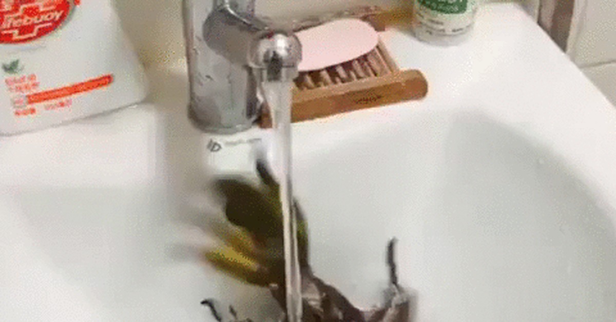 The parrot likes to swim - A parrot, Birds, Bathing, Water, Sink, Milota, GIF, Jet