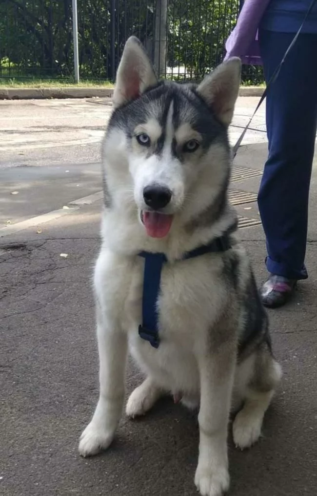 A husky went missing in the north of Moscow. [The dog was found] - My, The dog is missing, Husky, Reward, Dog, Moscow, Help me find, No rating