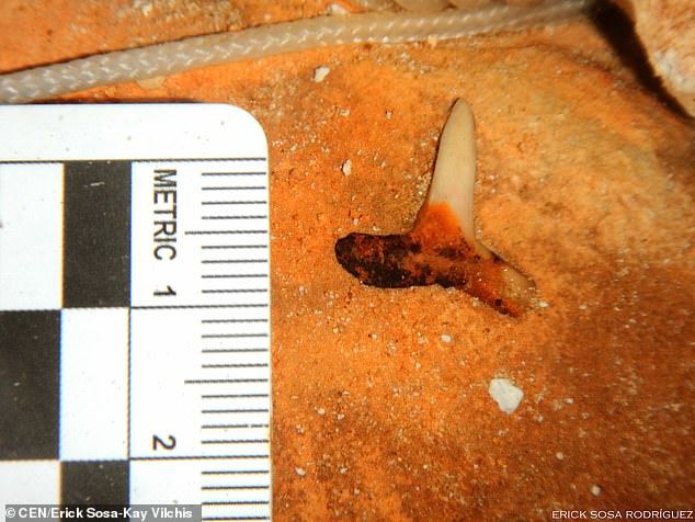 Teeth of a megalodon that lived 2.5 million years ago were discovered in the Gulf of Mexico. - Paleontology, Find, Teeth, Megalodon, Video, Longpost