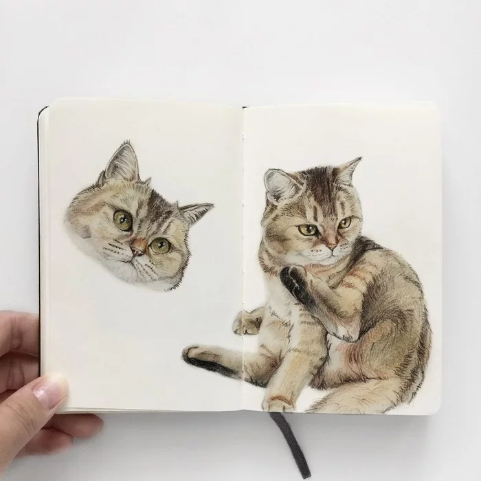 Cat with colored pencils - My, cat, Art, Colour pencils, Portrait, animal portraits