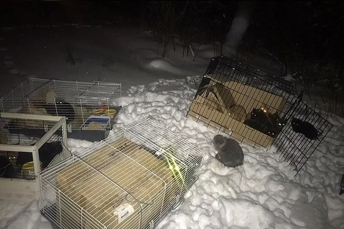 Flayers left 28 cats to die in the cold, locking them in cages in the snow - cat, Surgut, Animal Rescue, Longpost, Pets, Video