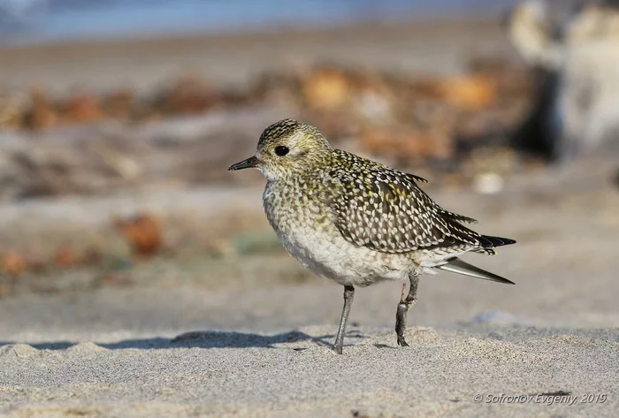 And terrible things happen to the birds. - Golden plover, The photo, In contact with