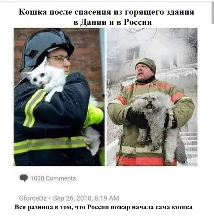 Such different cats - cat, Fire, The rescue, Reddit, Picture with text