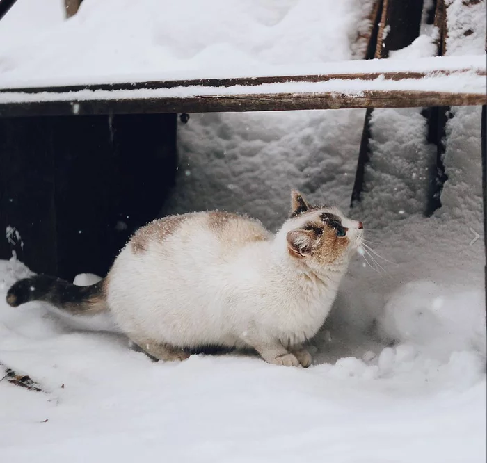 We are not afraid of snowfall... - cat, Catomafia