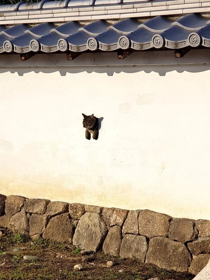 In the sun - cat, Wall, Window, Warming up, The sun, Longpost