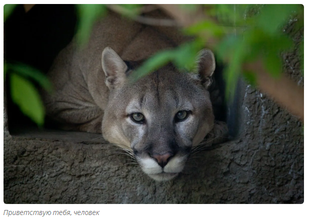 Gabriel: predatory loneliness. - Animals, Puma, Moscow Zoo, Informative, Yandex Zen, Longpost, Small cats