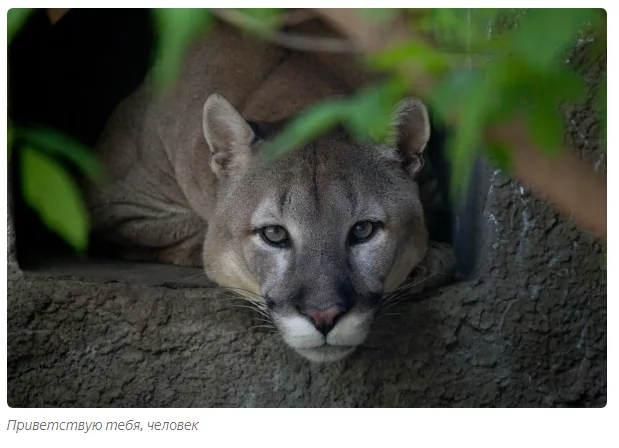 Gabriel: predatory loneliness. - Animals, Puma, Moscow Zoo, Informative, Yandex Zen, Longpost, Small cats