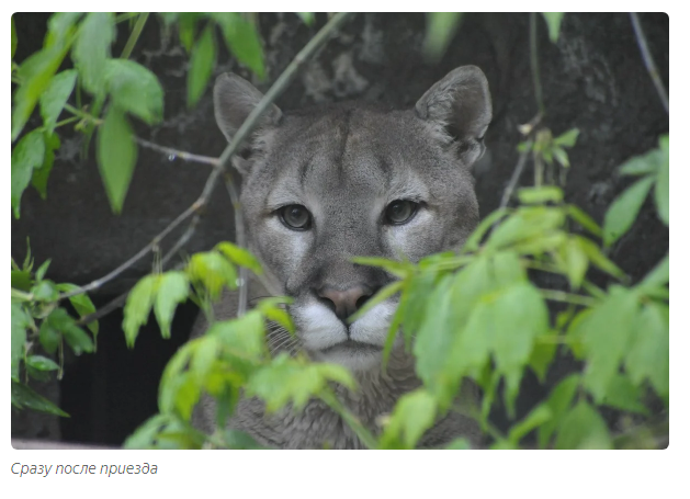 Gabriel: predatory loneliness. - Animals, Puma, Moscow Zoo, Informative, Yandex Zen, Longpost, Small cats