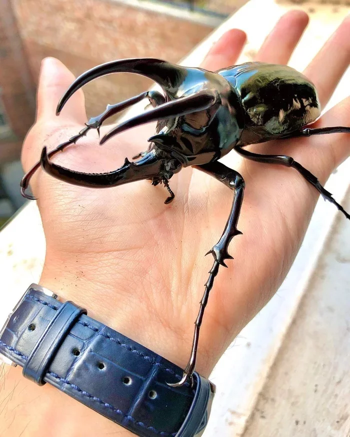 The size of this rhinoceros beetle is amazing. - Rhinoceros beetle, Жуки, Insects