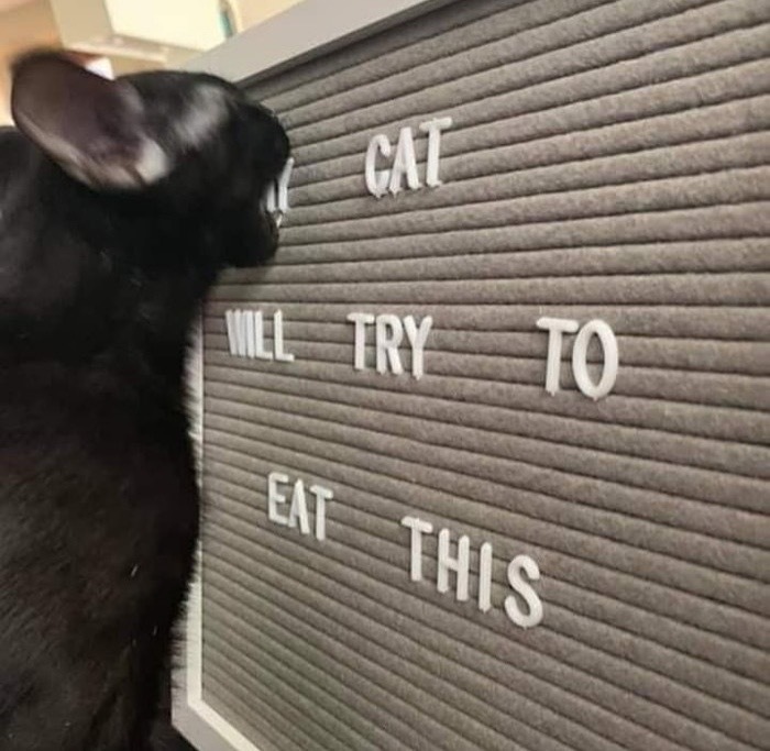 My cat is trying to eat this - Humor, cat